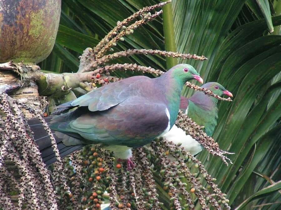 Waitakere Ranges Wilderness Experience Tour from Auckland - Comfort tips: shoes, weather, and pacing that won’t exhaust you
