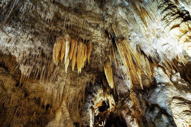 Waitomo Caves & Rotorua - Te Puia Small-Group Tour from Auckland - One day in Waitomo and Rotorua, starting at 6:00 am