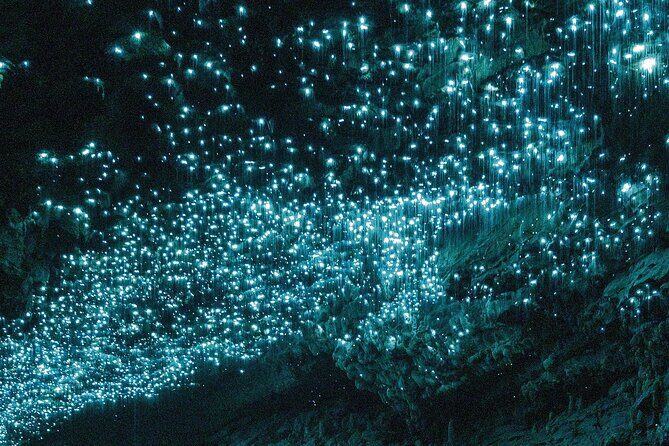 Waitomo Glowworm Caves Guided Tour - Price and Logistics: Is $50.27 Worth It?