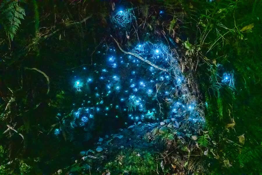 Waitomo: Glowworm Caves Guided Tour by Boat - Key Things You’ll Notice
