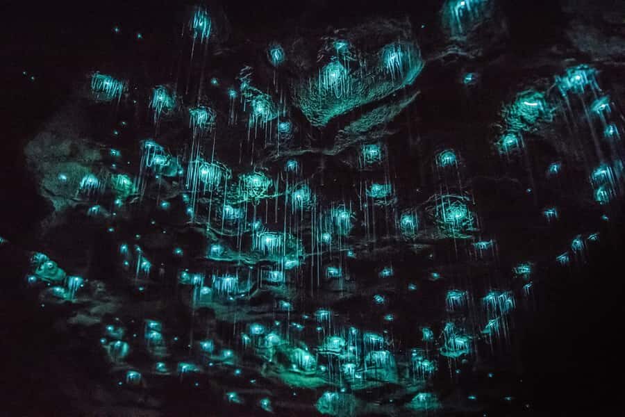 Waitomo: Glowworm Caves Guided Tour by Boat - Accessibility and Who Should Book This One