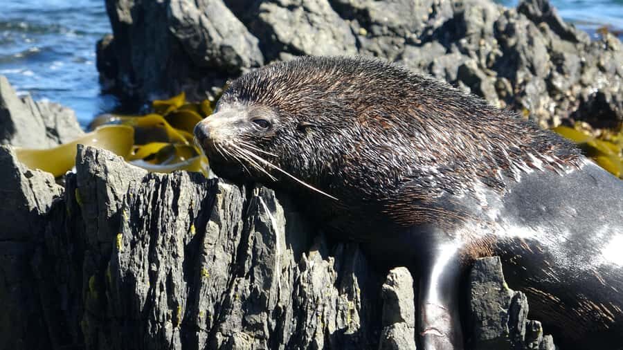 Wellington: Half Day Seal Coast Safari - Key Highlights You’ll Care About
