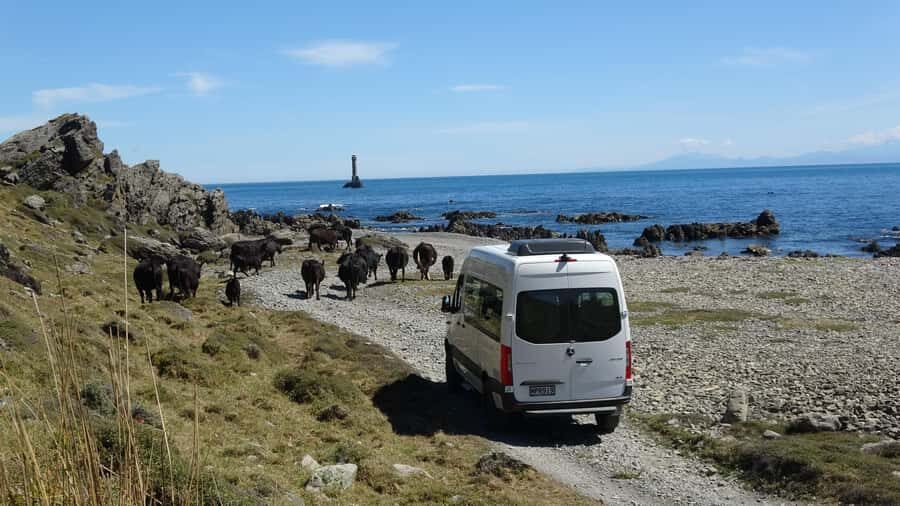 Wellington: Half Day Seal Coast Safari - Names You Might Hear Along the Way