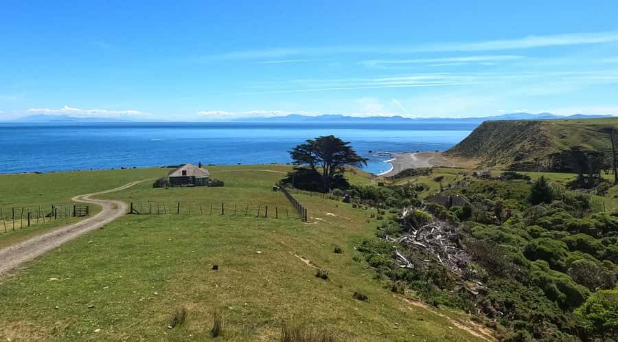 Wellington: Half Day Seal Coast Safari - The Real Deal on Walking, Weather, and Comfort