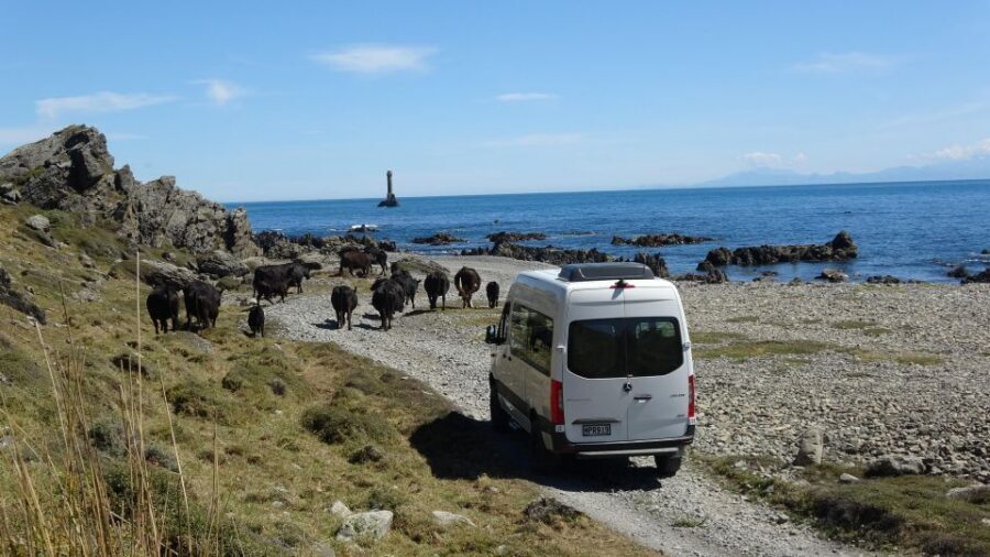Wellington: Half Day Seal Coast Safari - Small Group Size and Private Access: Is It Worth $116?