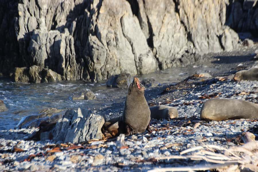 Wellington: Half Day Seal Coast Safari - Terawhiti Station by Private Roads: Views, Farm Life, and Kiwi Reintroduction