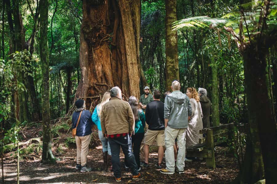 Wellington: Original LOTR Full-Day Tour with Weta & Lunch - Outer Shire forest walks: following Frodo off the road