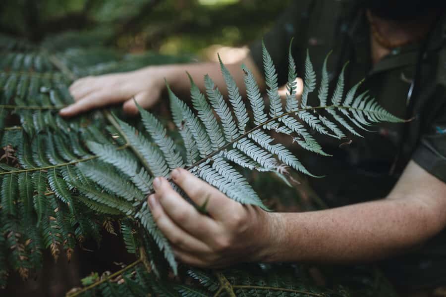 Wellington: Original LOTR Full-Day Tour with Weta & Lunch - Kaitoke Regional Park for Rivendell: rain-forest magic and big photo moments