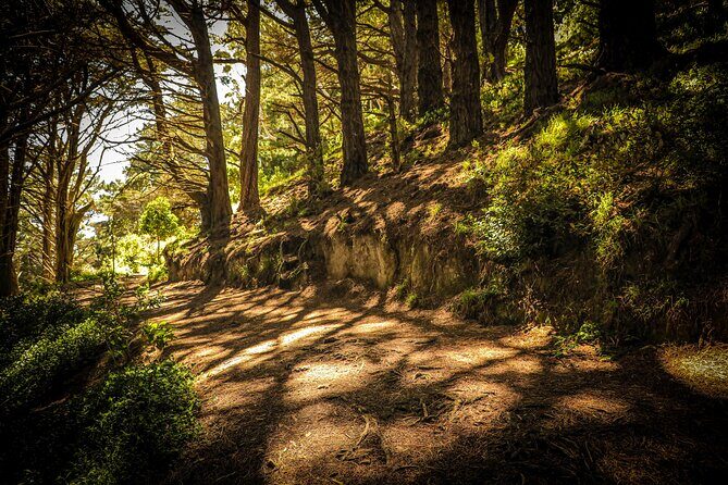 Wellington's Original HD LOTR Experience - includes Weta Tour - The green belt scenes: spotting locations with a guide’s pointing skills