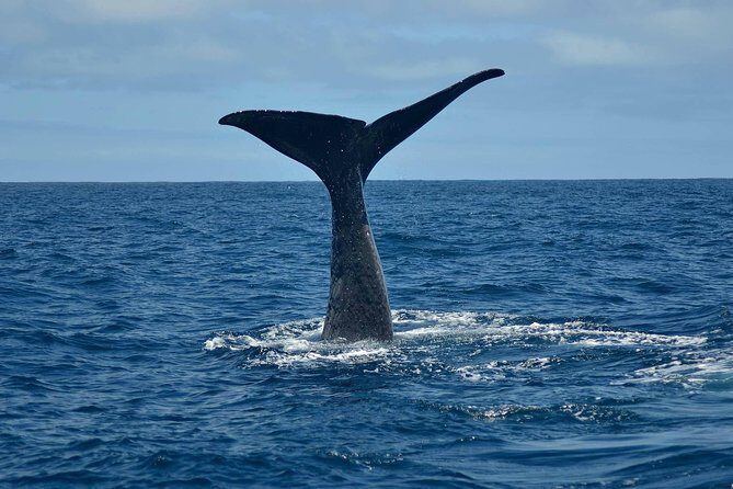 Whale Watching in Kaikoura by Boat - Key Highlights You’ll Actually Care About