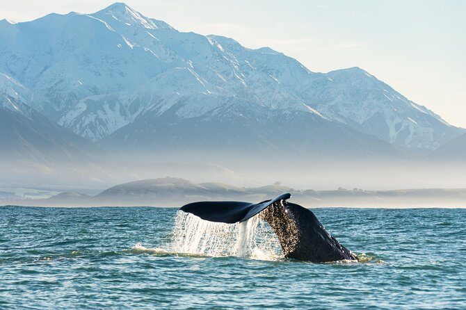 Whale Watching in Kaikoura by Boat - From Whaleway to the Marina: Timing and the Real 3.5 Hours