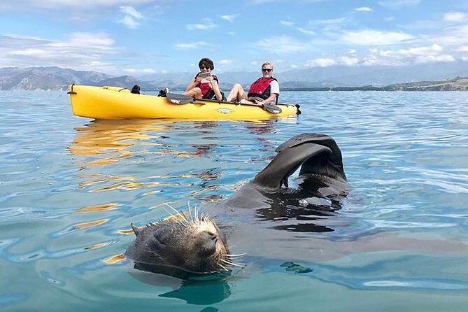 Whale Watching in Kaikoura by Boat - Live Commentary and Onboard Animations: Why It Feels Less Random