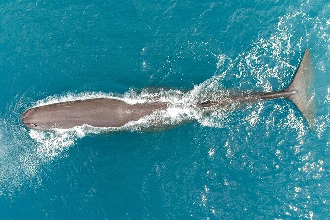 Whale Watching in Kaikoura by Boat - Group Size, Crowding, and What That Means for Viewing