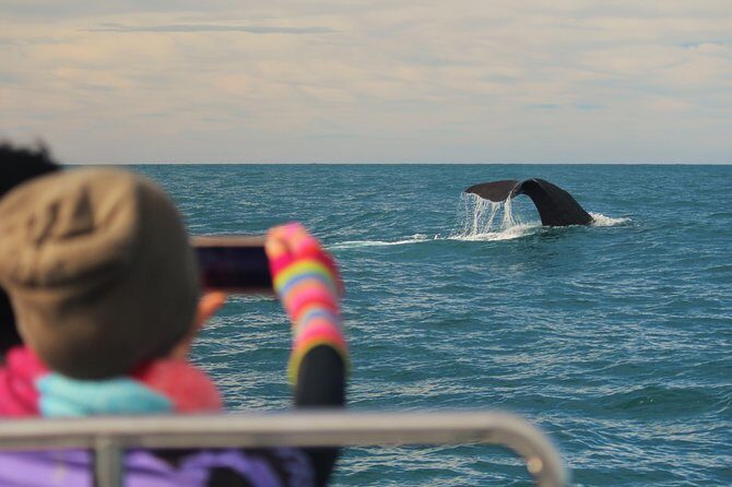 Whale Watching in Kaikoura by Boat - The Catamaran Ride: Indoors Comfort and Outside Deck Reality