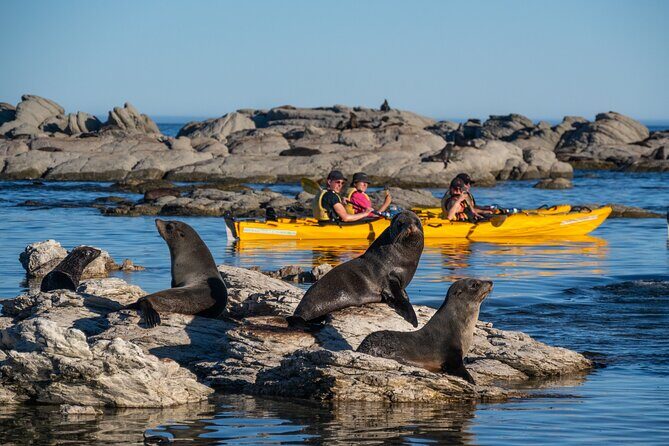 Wildlife Sea Kayaking Tour - Kaikoura - Why Paddle Kaikoura Peninsula by Sea Kayak?