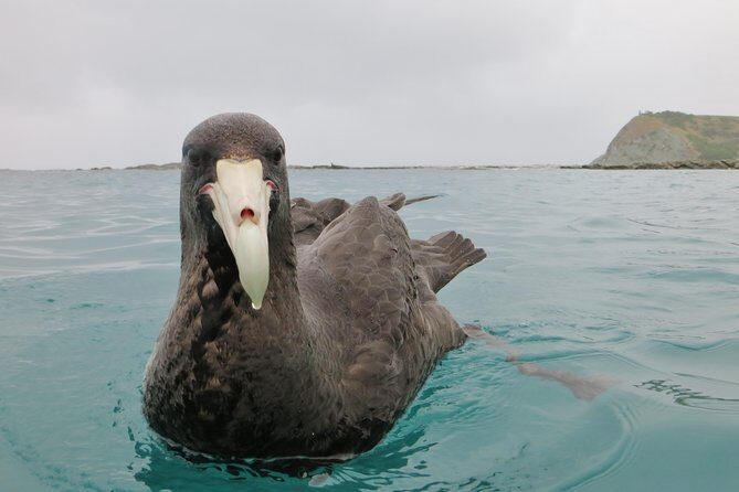 Wildlife Sea Kayaking Tour - Kaikoura - Timing, Paddling Level, and What the Trip Actually Feels Like