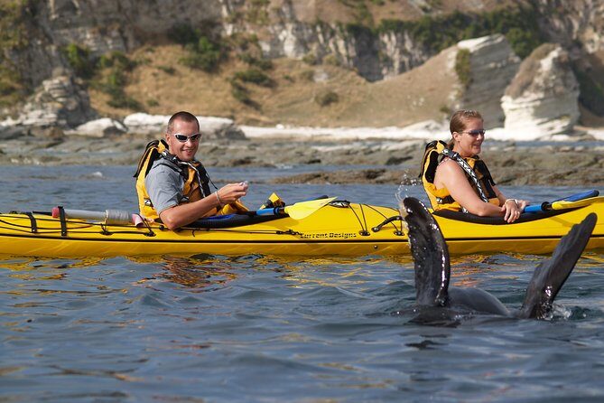Wildlife Sea Kayaking Tour - Kaikoura - Gear and Safety: What You Get and How the Guides Run the Day
