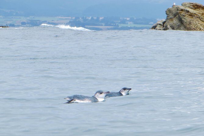Wildlife Sea Kayaking Tour - Kaikoura - Price and Value at About $99.29 Per Person