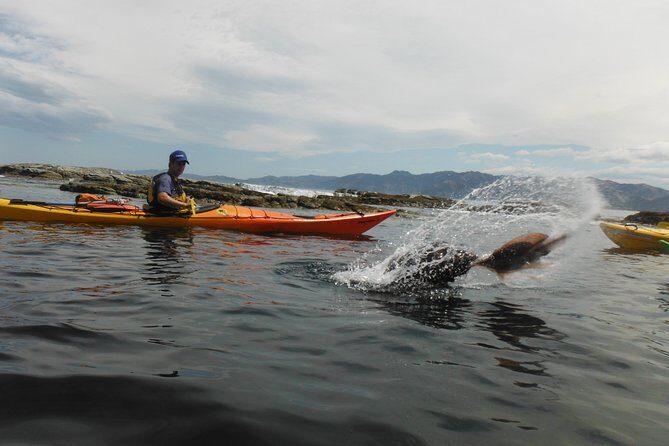 Wildlife Sea Kayaking Tour - Kaikoura - Who Should Book This Kaikoura Kayak Tour (and Who Might Skip)