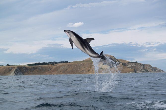 Wildlife Sea Kayaking Tour - Kaikoura - Should You Book This Wildlife Sea Kayaking Tour?