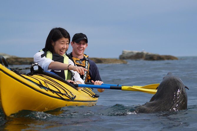 Wildlife Sea Kayaking Tour - Kaikoura - Wildlife Odds: Fur Seals, Dusky Dolphins, Penguins, and Birds