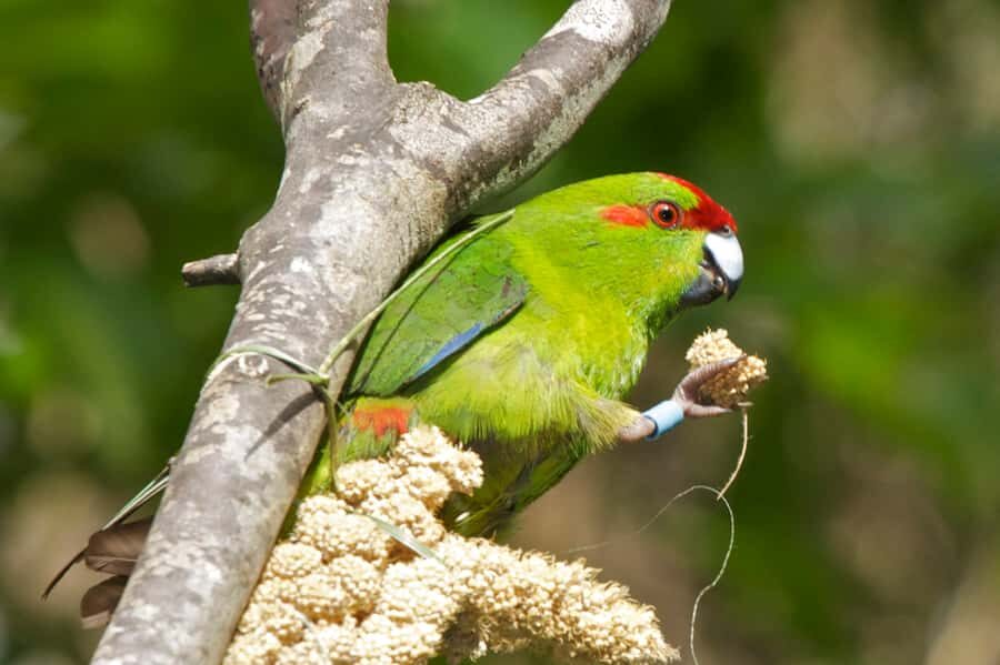 Zealandia by Day Tour - The 2-hour guided walk: what the route actually feels like
