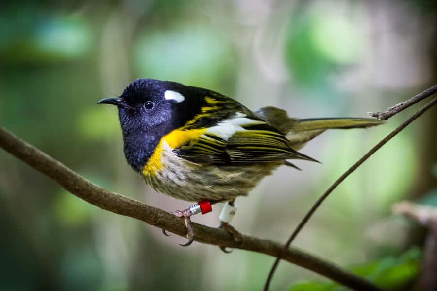 Zealandia by Day Tour - Bird feeding stations: how guides help you actually see kākā, tūī, kakariki