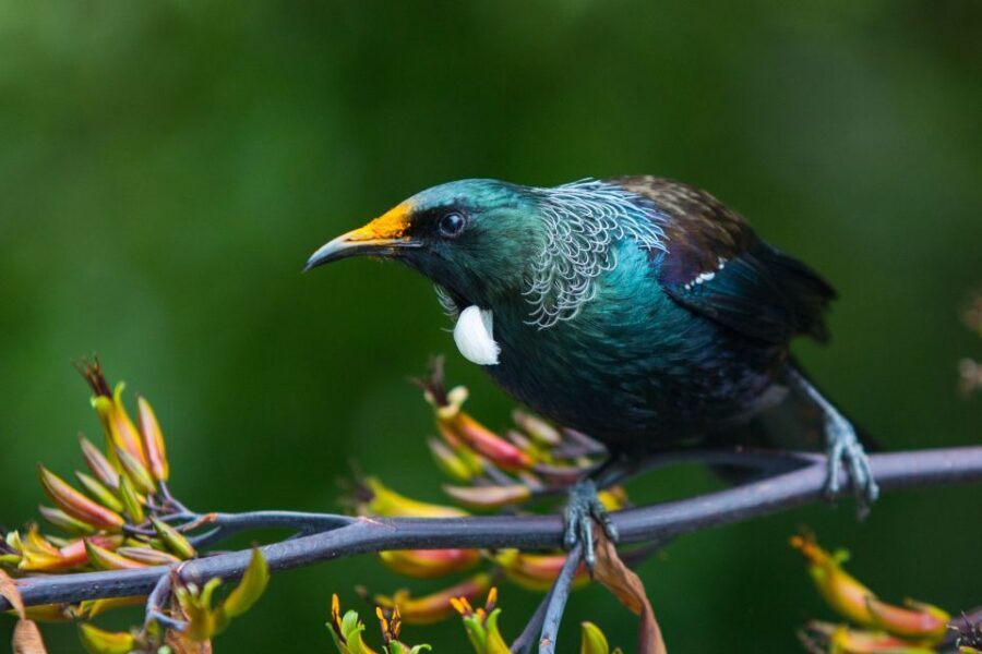 Zealandia by Day Tour - Rare birds and tuatara: spotting chances and how to stay flexible