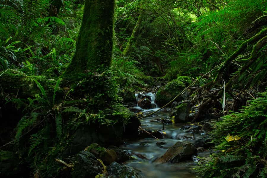 Zealandia by Day Tour - Guide quality is the difference between a walk and a learning day