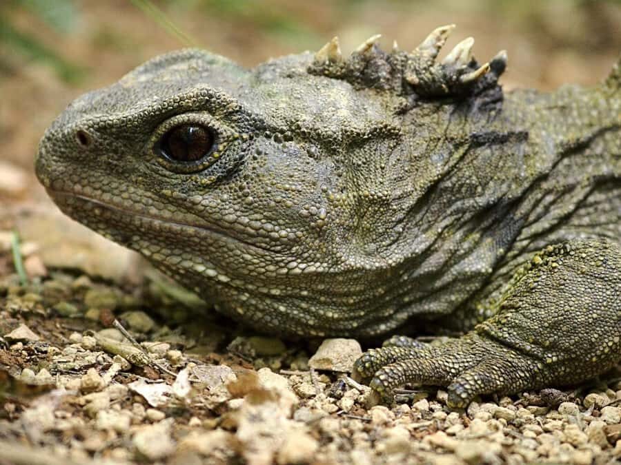 Zealandia by Day Tour - Price and time: is $41 for 2 hours actually good value?